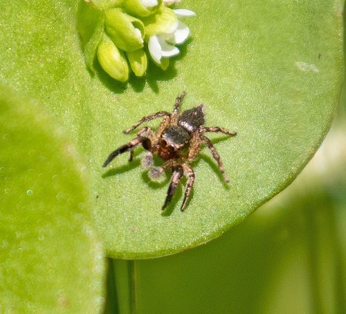 Hirsute Paradise Spider