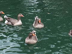 Anser anser domesticus