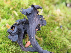 Craterellus foetidus