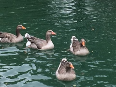 Anser anser domesticus