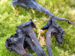 Craterellus foetidus