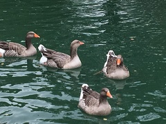 Anser anser domesticus