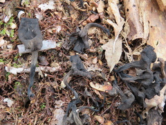 Craterellus foetidus