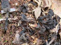 Craterellus foetidus