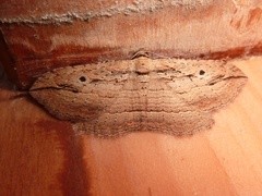 Austrocidaria gobiata