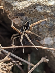 Alopecosa albofasciata