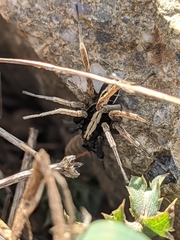 Alopecosa albofasciata