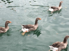 Anser anser domesticus