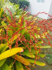 Aechmea blanchetiana