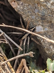Alopecosa albofasciata