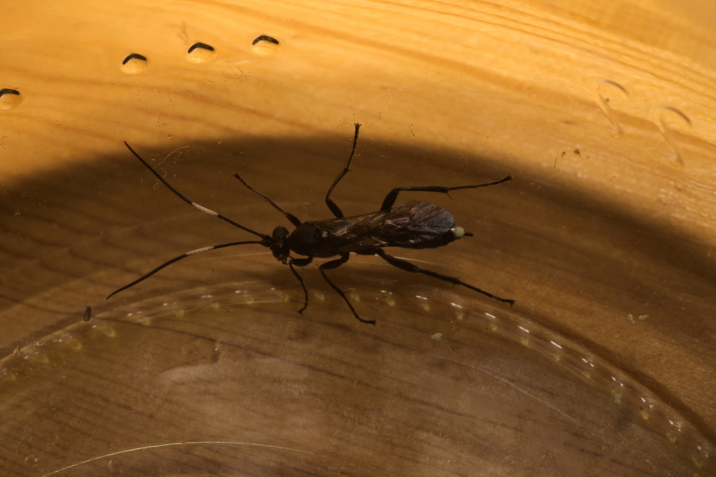 Aoplus personatus