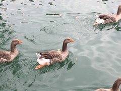 Anser anser domesticus