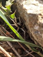 Alopecosa albofasciata