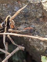 Alopecosa albofasciata
