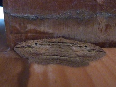 Austrocidaria gobiata