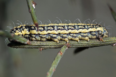 Heterogynis penella