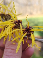 Hamamelis mollis