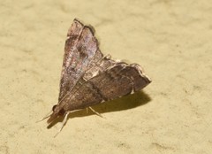 Diplopseustoides mineti