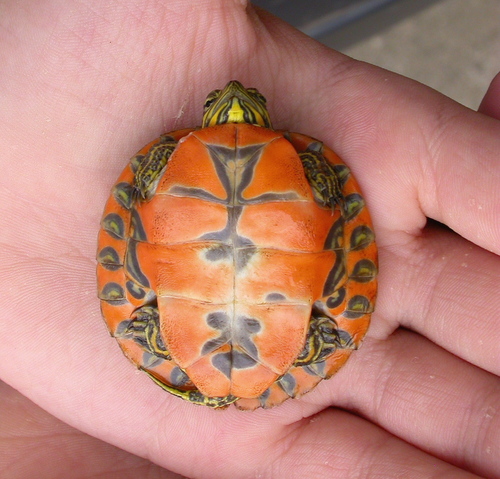 Alabama Red-bellied Cooter