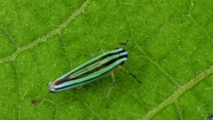 Sibovia taeniatifrons