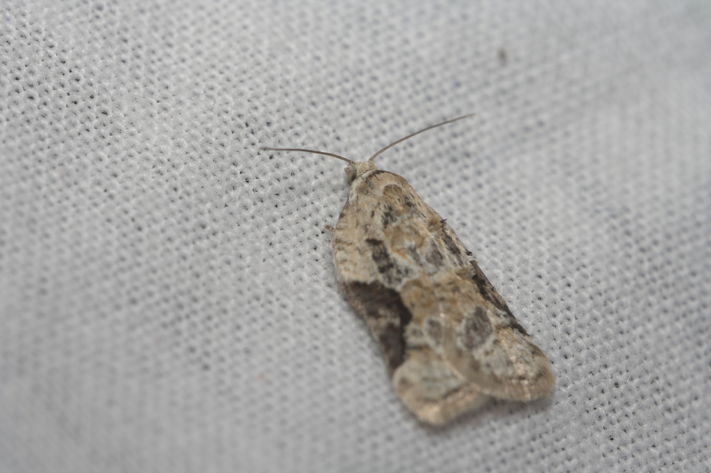 Acleris lacordairana