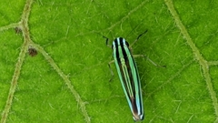 Sibovia taeniatifrons