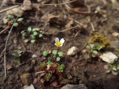 Leavenworthia