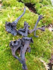 Craterellus foetidus