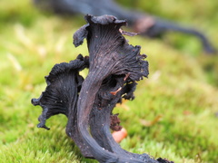 Craterellus foetidus