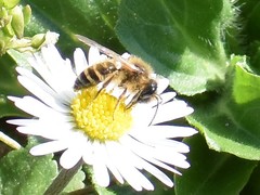 Andrena flavipes