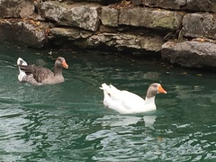 Anser anser domesticus