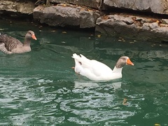 Anser anser domesticus