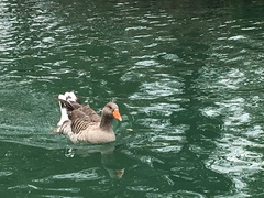 Anser anser domesticus