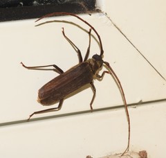 Megopis mutica