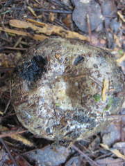 Russula adusta