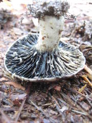 Russula adusta