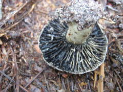 Russula adusta