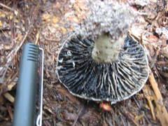 Russula adusta