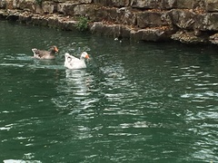 Anser anser domesticus