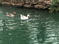 Anser anser domesticus