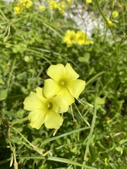 Oxalis pes-caprae