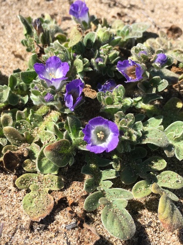 North Coast phacelia (Phacelia insularis var. continentis)