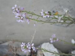 Erucaria hispanica