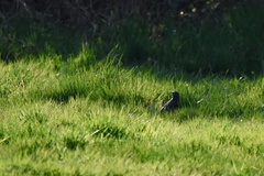 Sturnus vulgaris