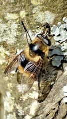 Criorhina nigripes