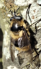 Criorhina nigripes