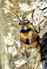 Criorhina nigripes