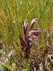 Chloropyron maritimum palustre