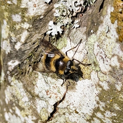 Criorhina nigripes