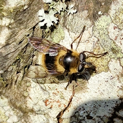 Criorhina nigripes